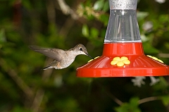 hummingbird-072609-IMG_6966