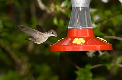 hummingbird-072609-IMG_6968