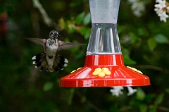 hummingbird-072609-IMG_6978