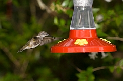 hummingbird-072609-IMG_6983