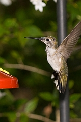 hummingbird-072609-IMG_7004