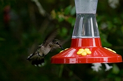 hummingbird-072609-IMG_7016