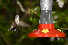 hummingbird-072609-IMG_7020