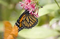 Greathouse Butterfly Farm