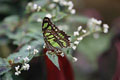 Butterfly Rainforest @ UF