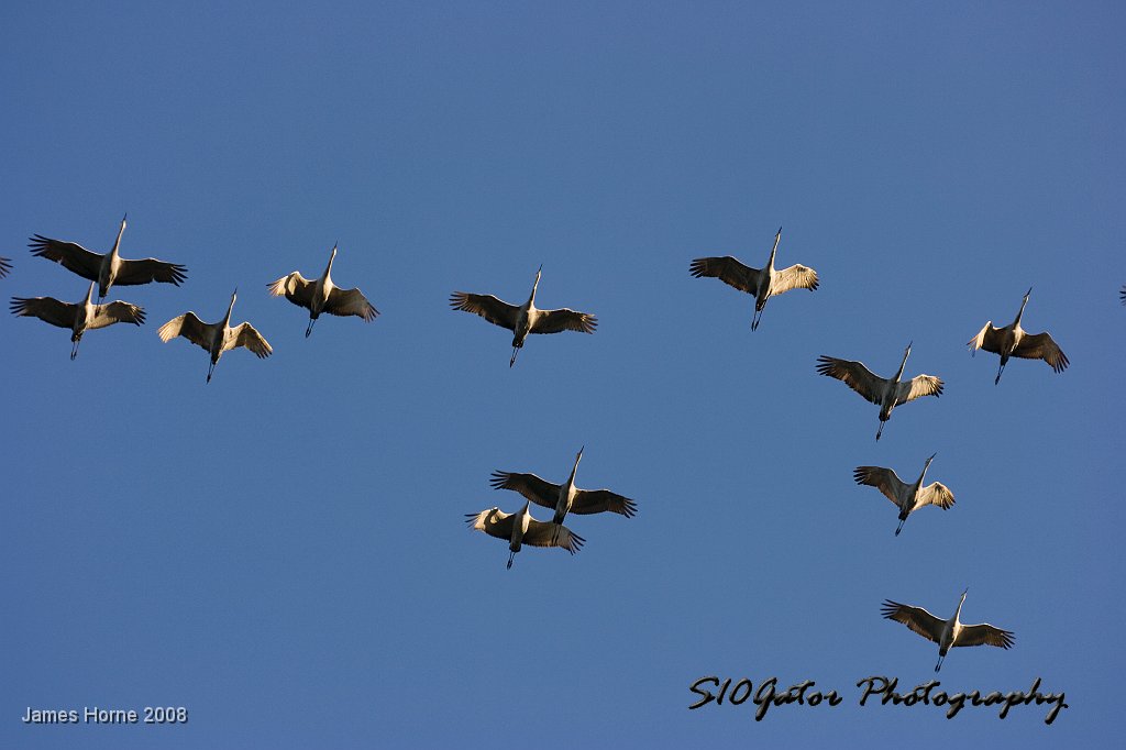 cranes-12-08-123008-12.jpg