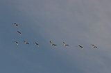 cranes-12-08-123008-27