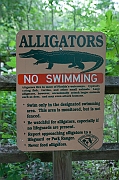 Alligators