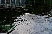 SilverRiver2012-070712-012
